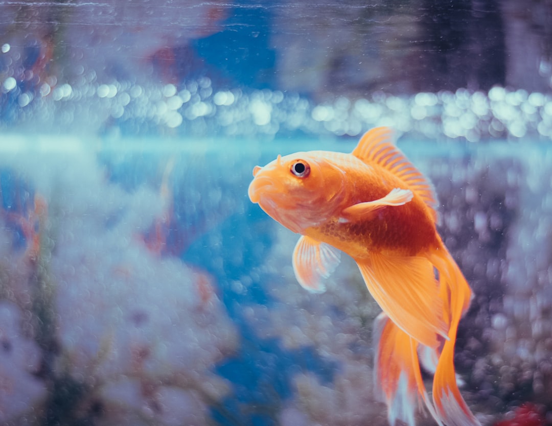 Photo Goldfish tank